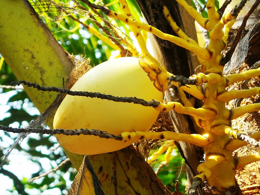 coconut, fruit, the tree, nature, food, ripe, freshness, organic HD wallpaper