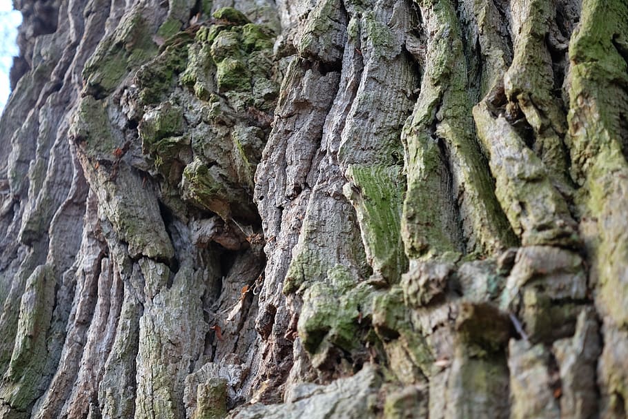 tree, old, miracle, nature, forest, environment, textured, tree trunk HD wallpaper