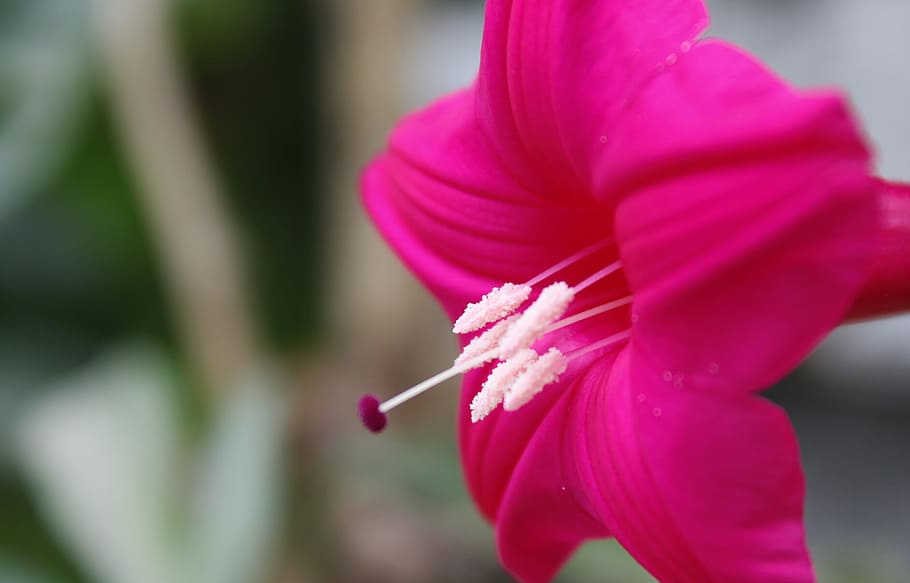 red flower, small, spoiled, pink color, close-up, flowering plant HD wallpaper
