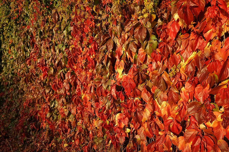 leaf, autumn, background, texture, full frame, backgrounds HD wallpaper