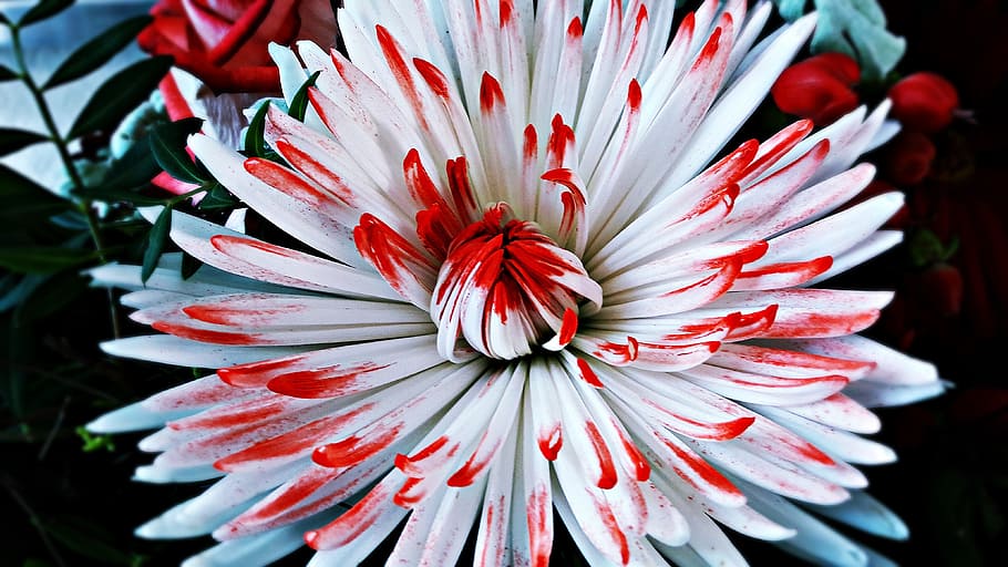 flower, daisy, flowers, bloom, garden, spring, summer, nature HD wallpaper