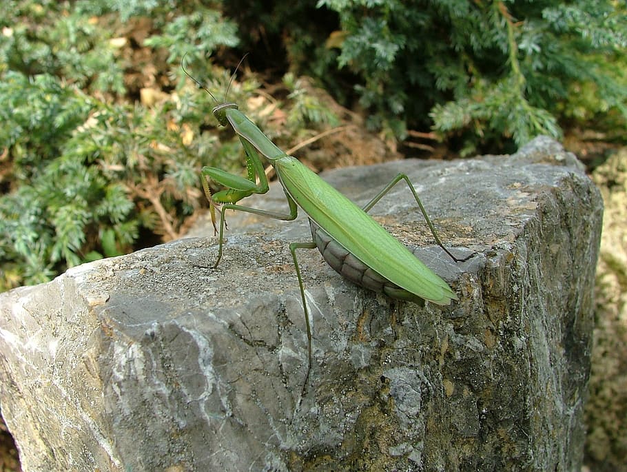 beetle, mantis, insect, one animal, animals in the wild, no people HD wallpaper