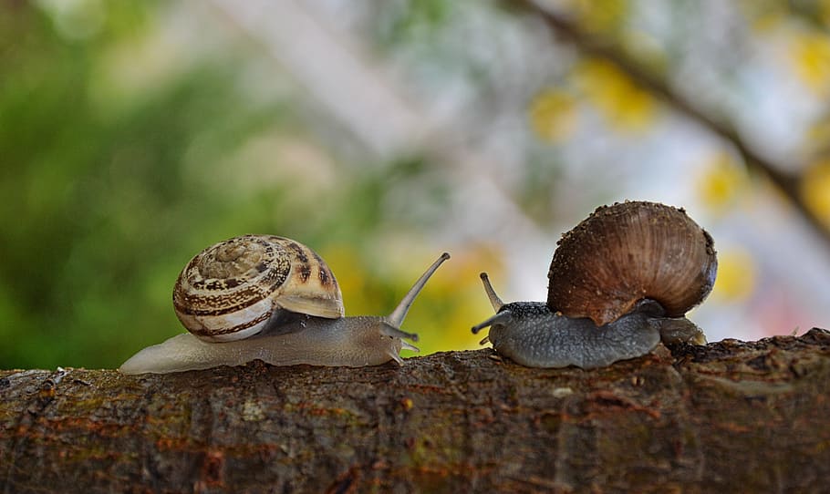 animals, branch, gastropod, macro, mollusks, shell, slimy, snails HD wallpaper