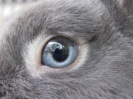 close up photography of animal eye, bunny, rabbit, netherland HD wallpaper