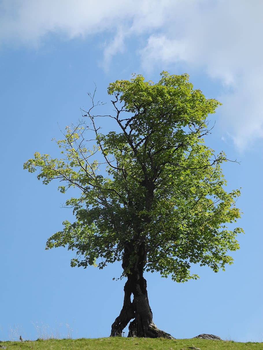 tree, green, old tree, green tree, nature, sky, plant, growth HD wallpaper