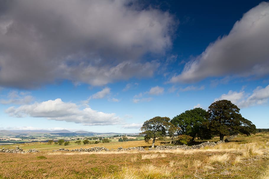 fields, trees, yellow, nature, cloud - sky, landscape, environment HD wallpaper