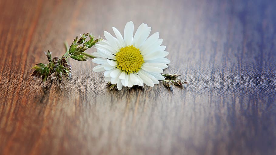 daisy, flower, blossom, bloom, pointed flower, blade of grass HD wallpaper