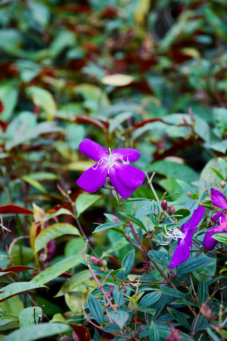 flower, spring, summer, garden, flowers, in full bloom, flora HD wallpaper