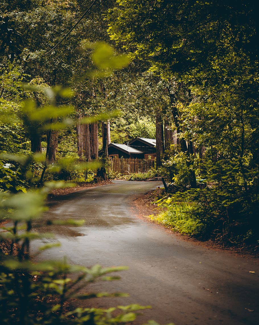 photo of road between trees, wide angle photo of gray curve road HD wallpaper