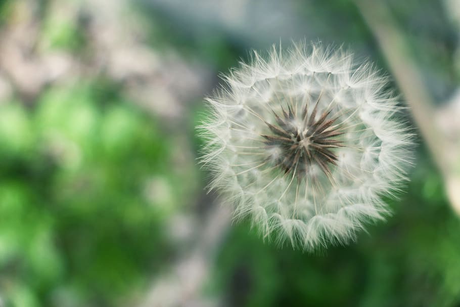 dandelion, delicate, nature, flower, freshness, plant, fragility HD wallpaper