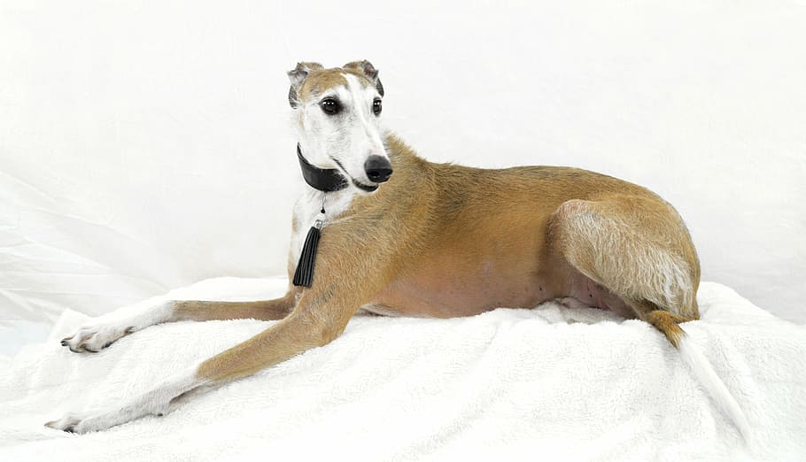greyhound lying down on white towel, dog, podenko, pose, portrait HD wallpaper