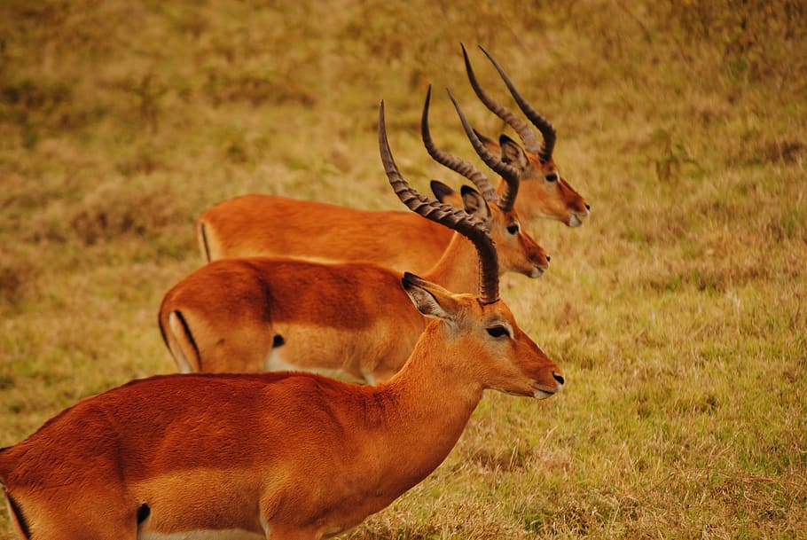 Kenya, Savannah, Mara, Roe, mamals, fauna, africa, antler, animals in the wild, HD wallpaper
