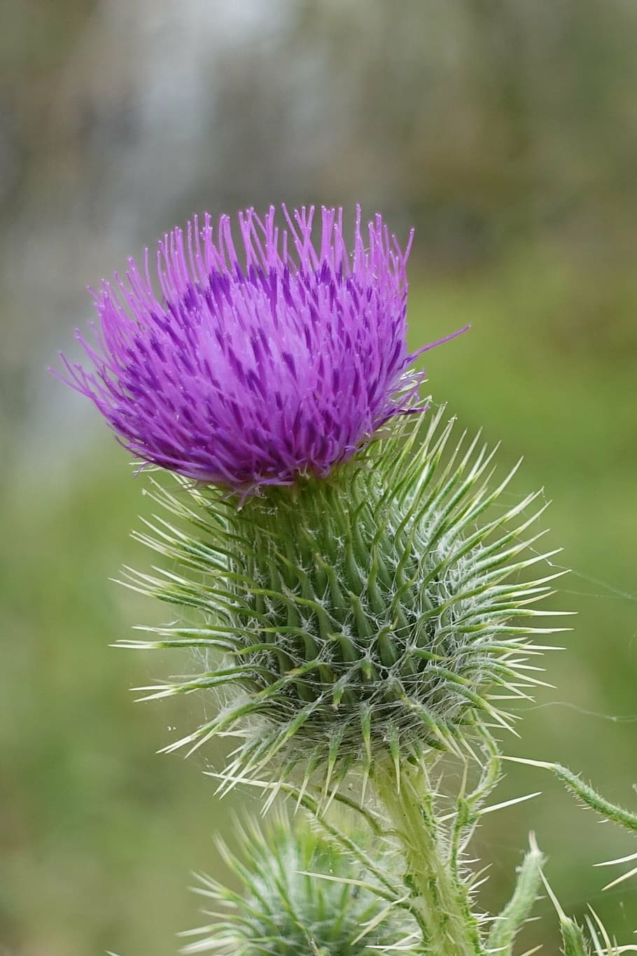 thistle, macro, flower, scotch, scottish, weed, purple, blossom HD wallpaper