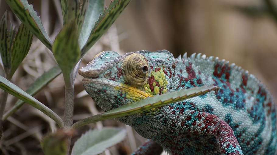 zoo, chameleon, nature, animal themes, reptile, animal wildlife HD wallpaper
