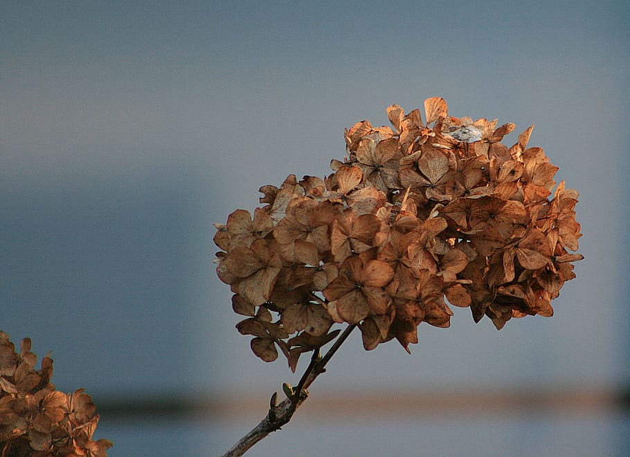 nature, plant, dry, hydrangea, close-up, flower, day, tree HD wallpaper