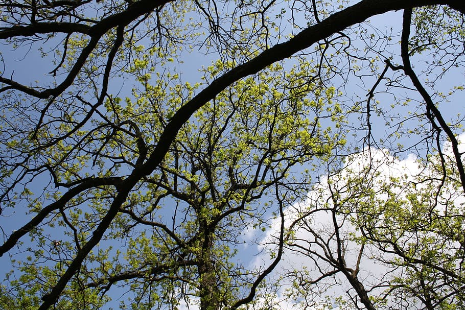 tree, branches, nature, sky, plant, green, leaves, trunk, trees HD wallpaper