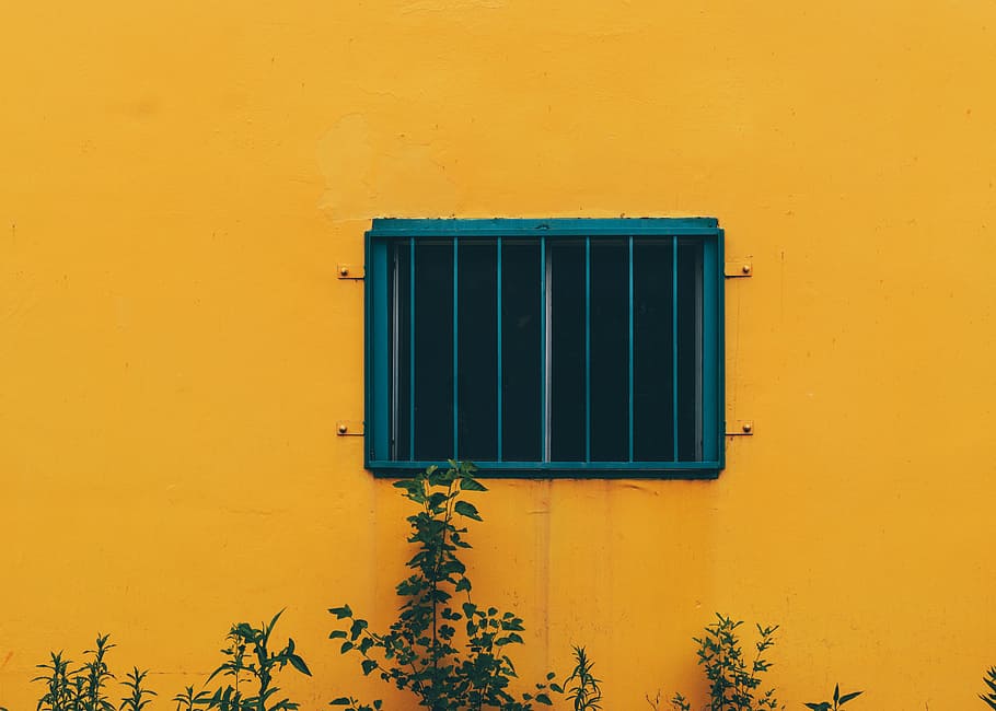 plants beside black metal window pane, blue window frame on orange wall HD wallpaper