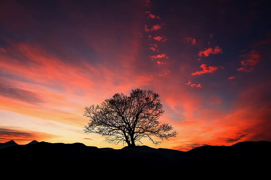 black withered tree during sunset, dawn, dusk, sky, silhouette HD wallpaper