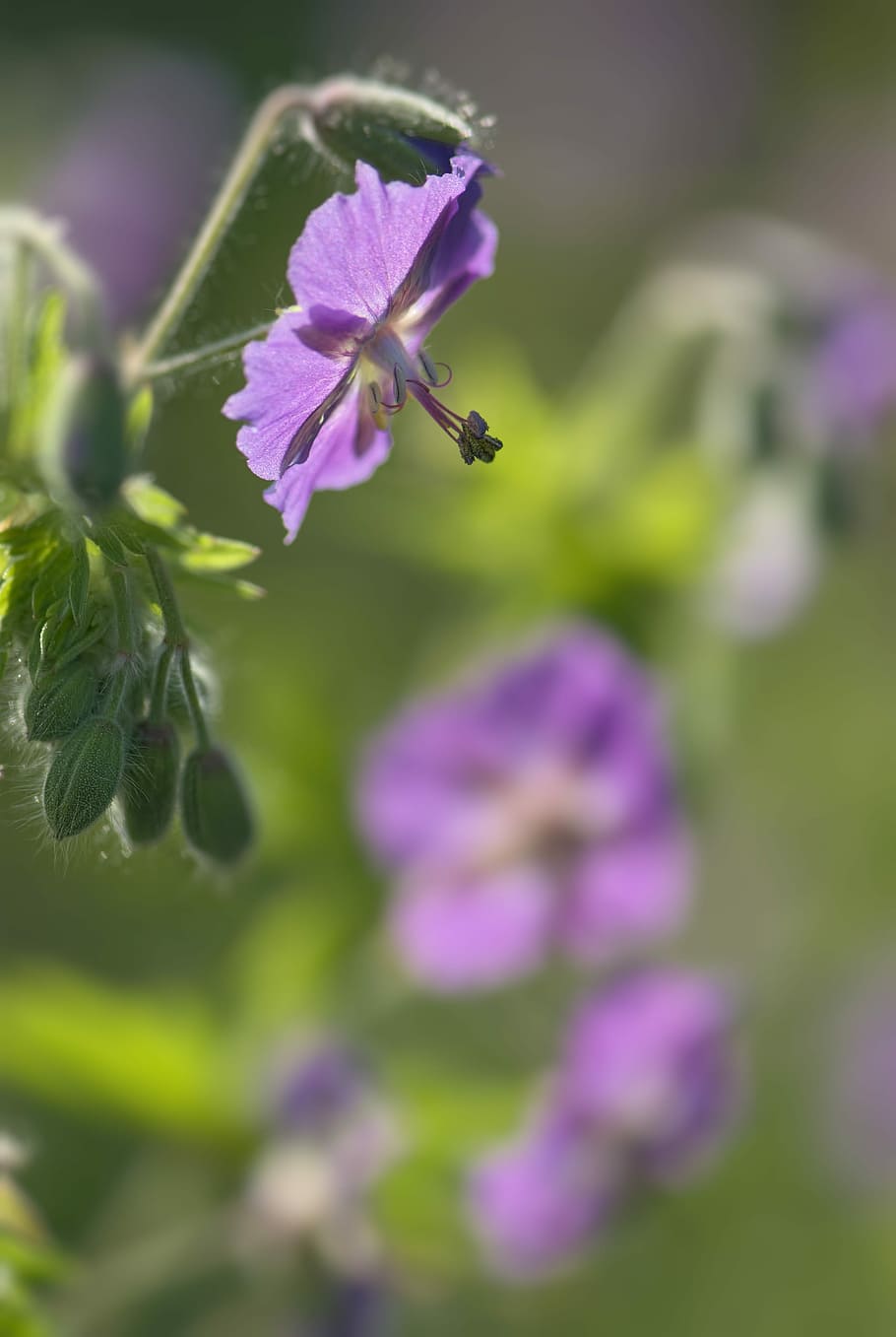 Geranium Phaeum, Flower, Violet, red violet, green floral, botanical HD wallpaper