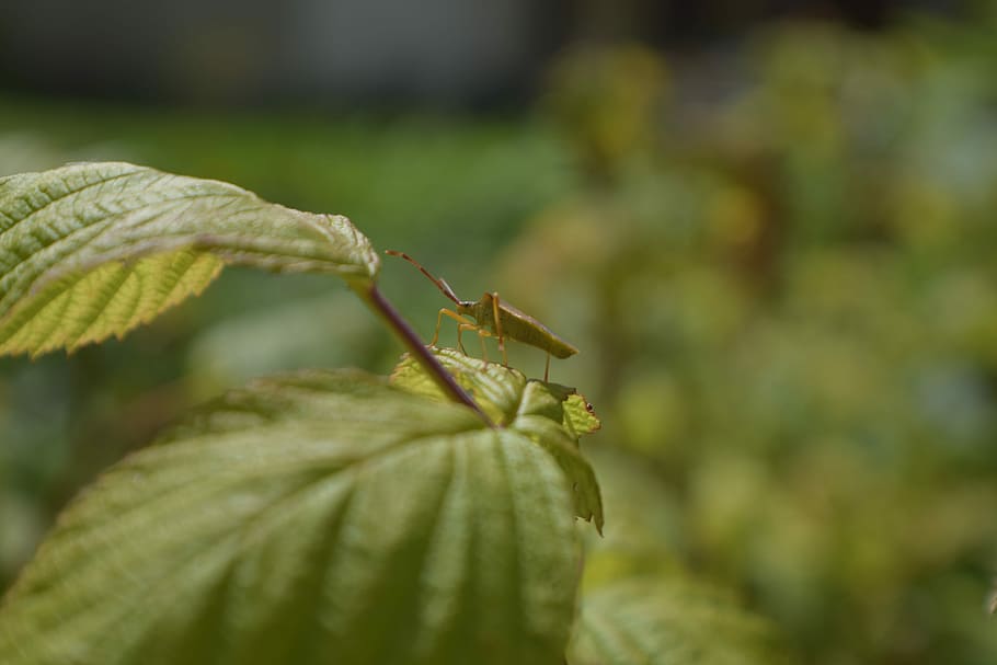 Bug, Animal, Insect, Animals, Flower, nature, grasshopper, mantis HD wallpaper