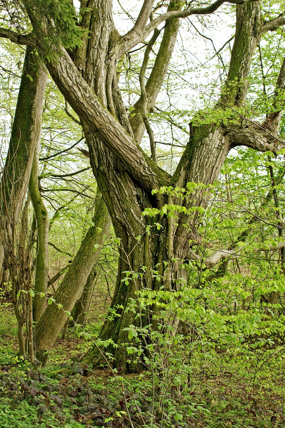 tree, individually, old, mystical, nature, green, plant, trunk HD wallpaper