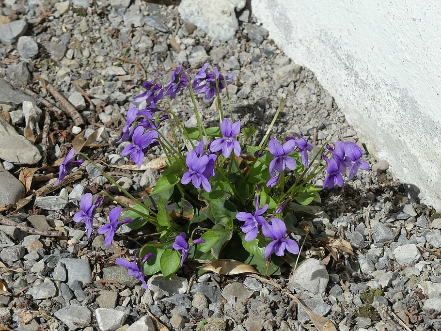 violet, flowers, bloom, live, grow, pebble, flowering plant HD wallpaper
