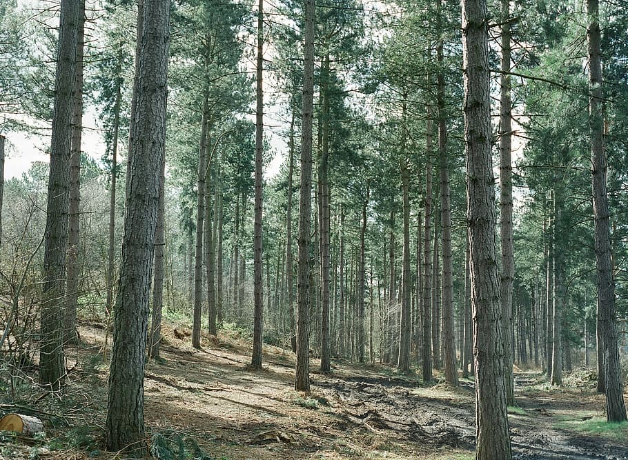 tall trees, forest, woods, landscape, environment, natural HD wallpaper
