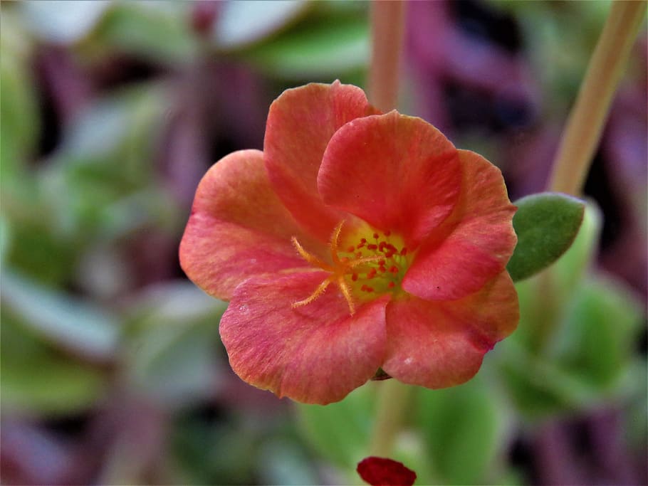 flower, rust, yellow, garden, flowering plant, beauty in nature HD wallpaper