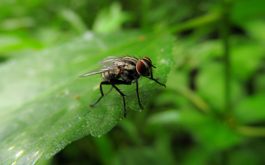 selective focus photography of house fly, leaves, close up HD wallpaper