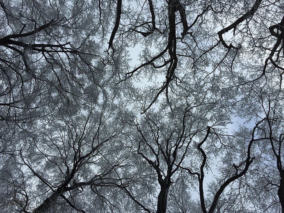 trees, sky, nature, dramatic, branch, forest, outdoors, backgrounds HD wallpaper
