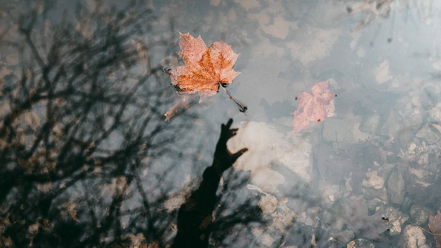 maple leaf floating on air, shallow focus photography of falling maple leaf HD wallpaper