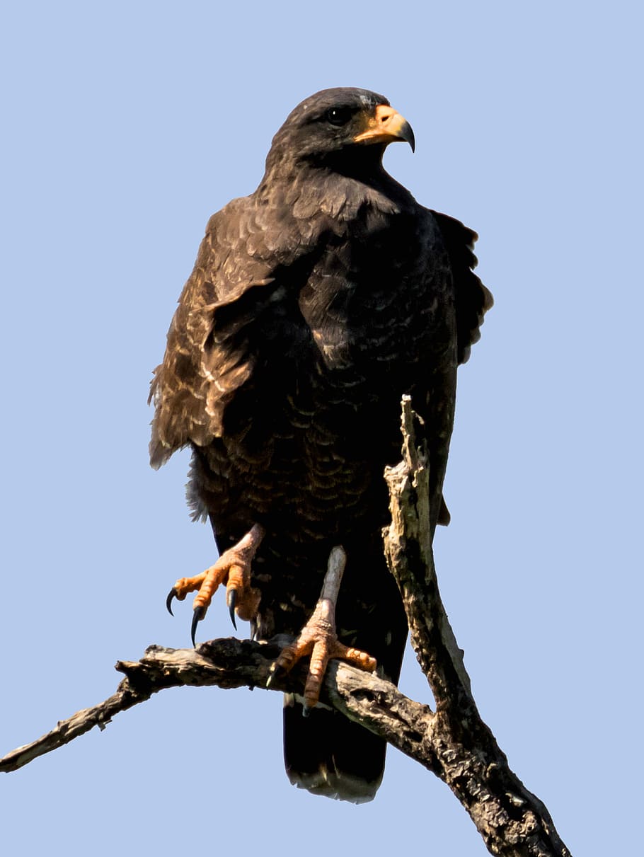 raptor, eagle, bird, hawk, falcon, wildlife, nature, beak, majestic HD wallpaper