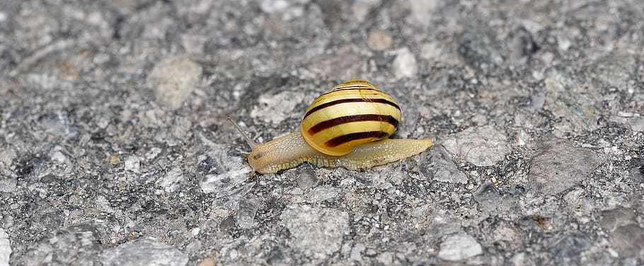 snail, shell, crawl, road, nature, close, animal themes, animal wildlife HD wallpaper