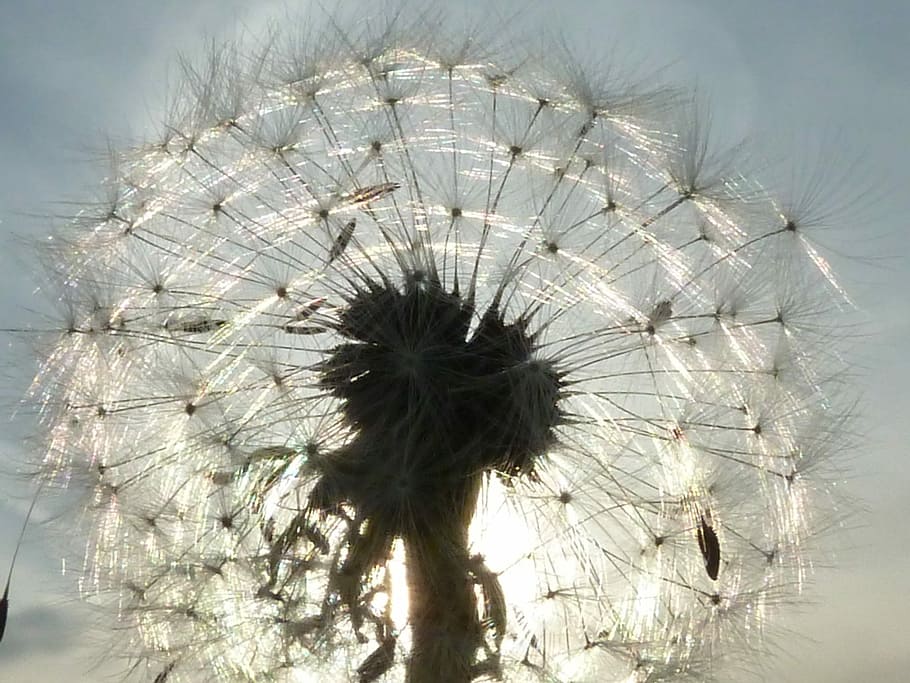 Dandelion, Back Light, Macro, Nature, sun, close, blossom, bloom HD wallpaper