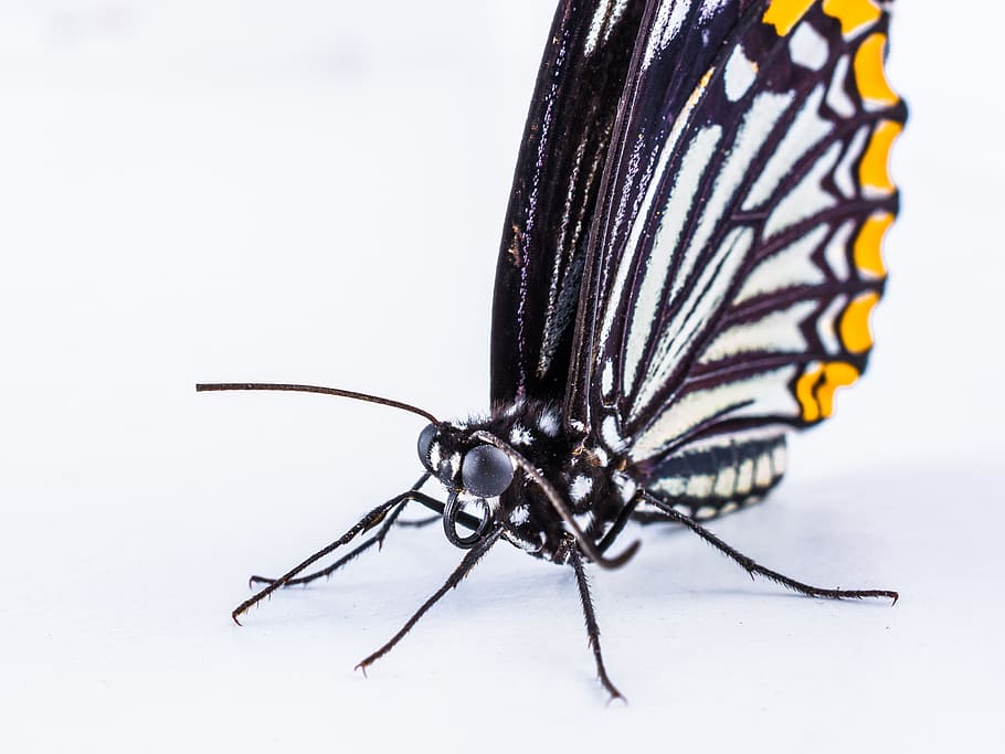 Butterfly, Insect, close-up, white background, no people, studio shot HD wallpaper