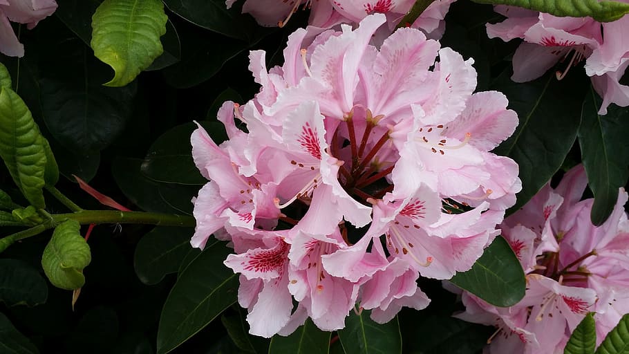 peony, flower, pink, flowering plant, vulnerability, growth HD wallpaper