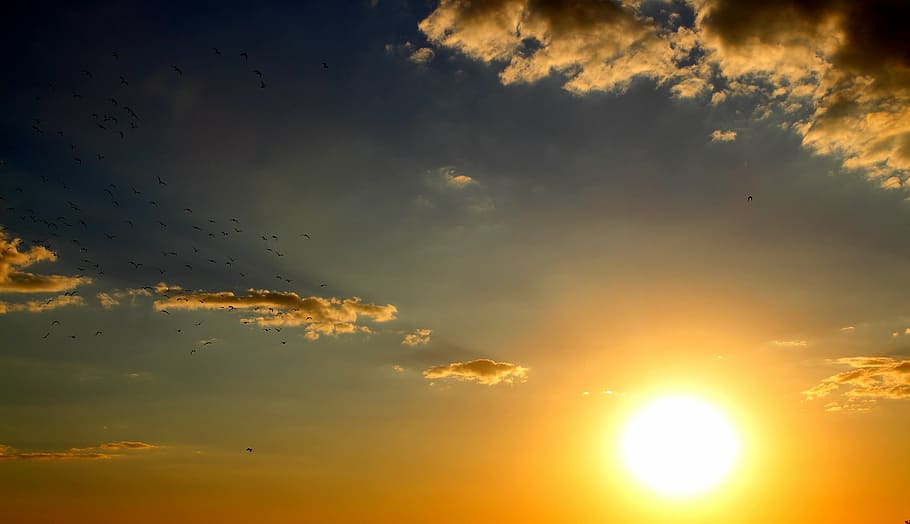 birds flying during sunset, cloud, sky, red, nature, scenics HD wallpaper