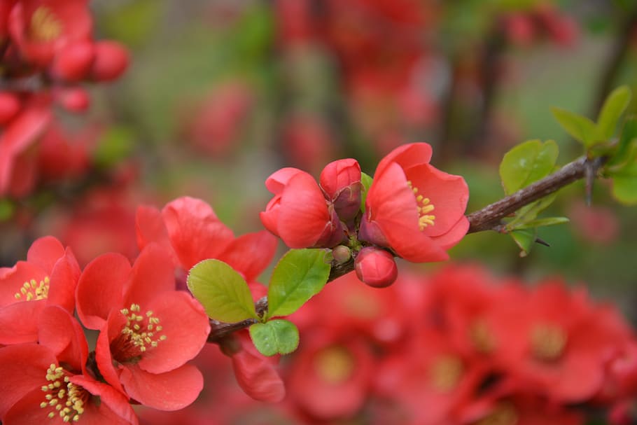 campus, flower, spring, plant, growth, beauty in nature, freshness HD wallpaper