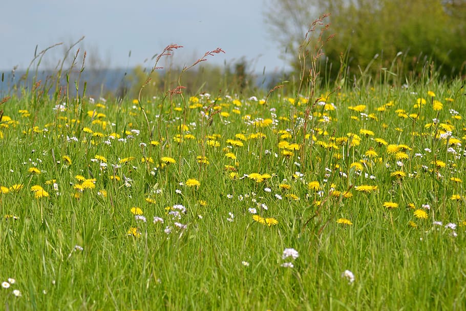 meadow, spring, spring meadow, dandelion, sun, nature, flower HD wallpaper