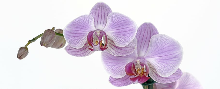 purple moth orchids in closeup photo, flower, blossom, bloom