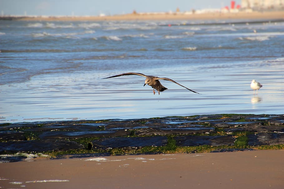 sea, seagull, fly, flight, beach, animal themes, bird, vertebrate HD wallpaper