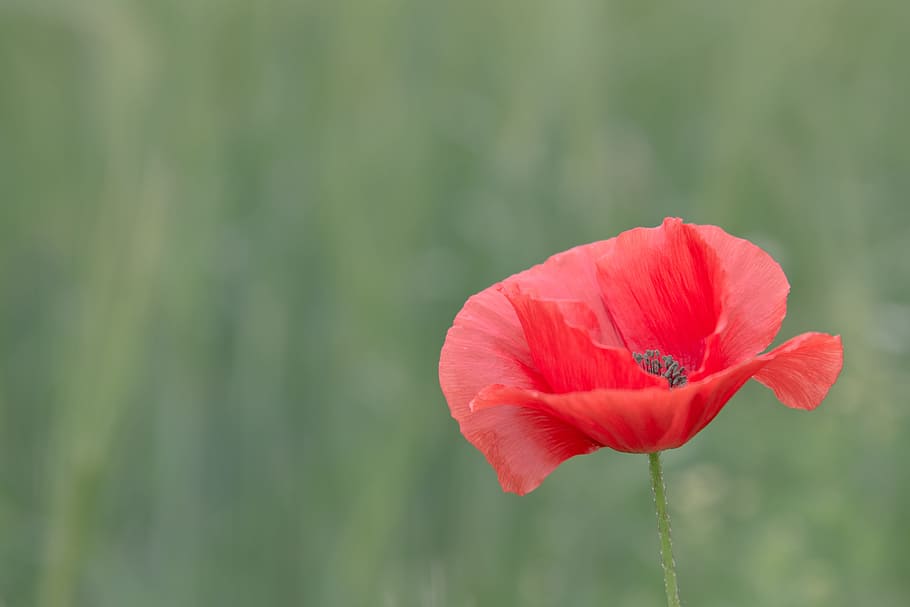 ruled of thirds photography of flower, poppy, cut out, macro, HD wallpaper