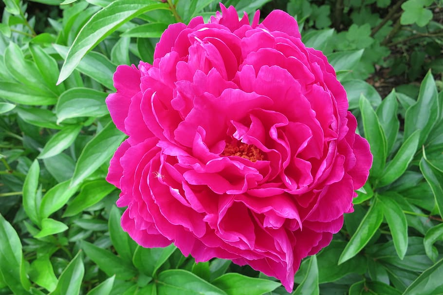 peony, full bloom, pink, red, magenta, garden, flower, flowering plant HD wallpaper