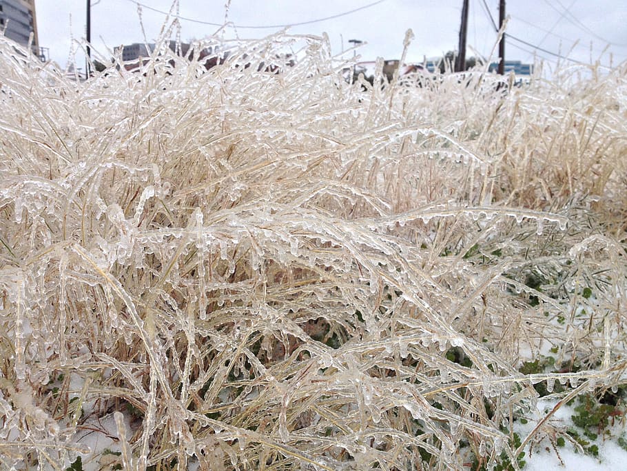 winter, ice storm, texas, plant, day, no people, nature, dry HD wallpaper