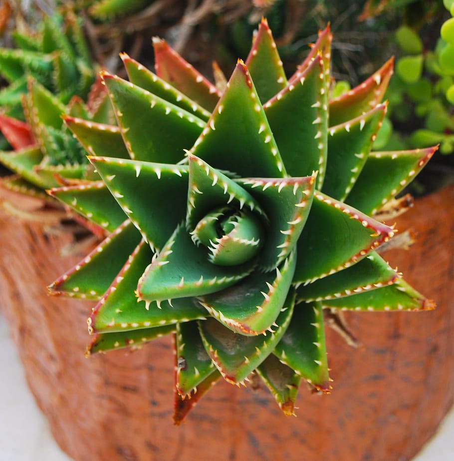 cactus, flower, malta, green, plant, succulent plant, green color HD wallpaper