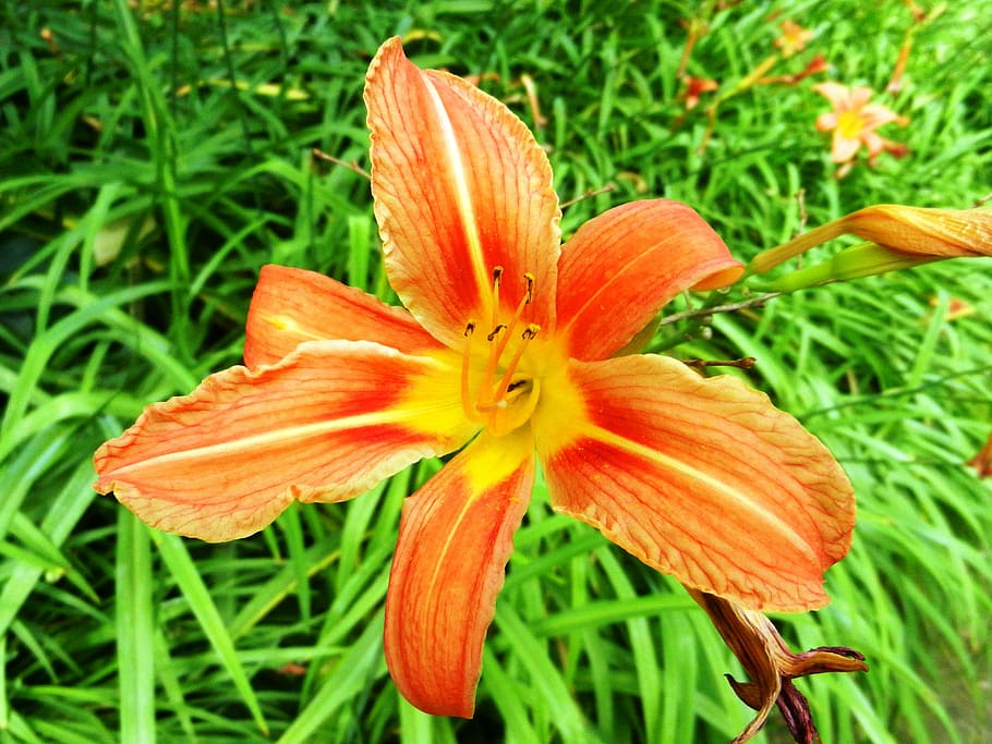 Flower, Macro, Orange, Yellow, Posts, stamens, blooms, nature HD wallpaper