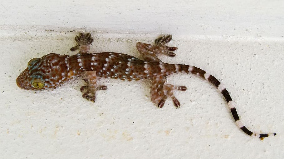 gecko, tokhe, lizard, animal, animal themes, animal wildlife HD wallpaper