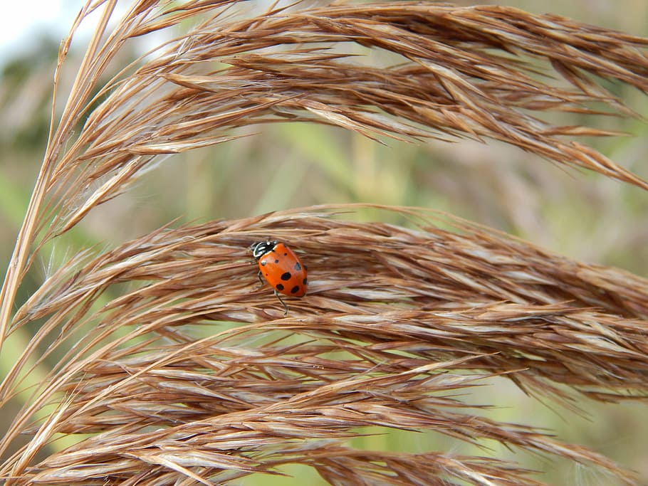 lady bug, wheat, brown, ladybug, insect, grass, foliage, country HD wallpaper