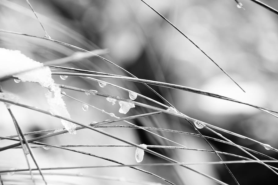 snow, ice, cold, frost, drip, water, grass, blade of grass HD wallpaper