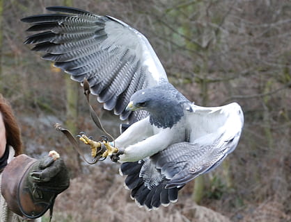 focus photo of gray and white hawk, eagle, predator, close-up HD wallpaper